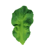 Jucărie dentiție, cauciuc natural, Kendall Frunza de Kale, Oli & Carol